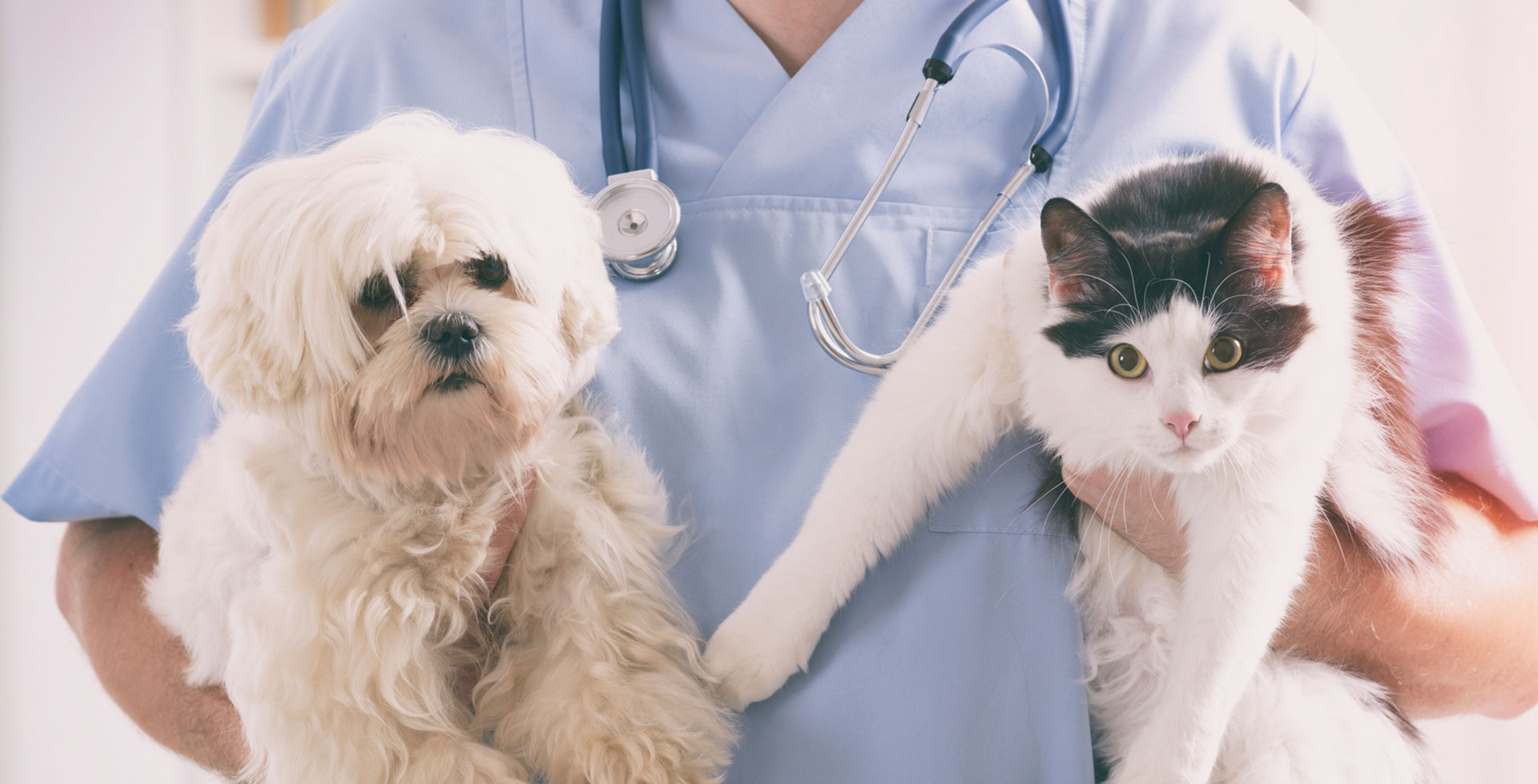 Dịch vụ chăm sóc thú cưng - ý tưởng kinh doanh không cần nhiều vốn